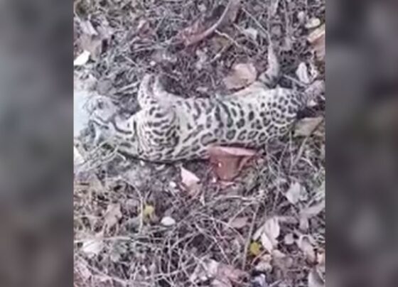 Imagem colorida, Jaguatirica é encontrada morta em terreno baldio de Cuiabá. Veja vídeo - Metrópoles