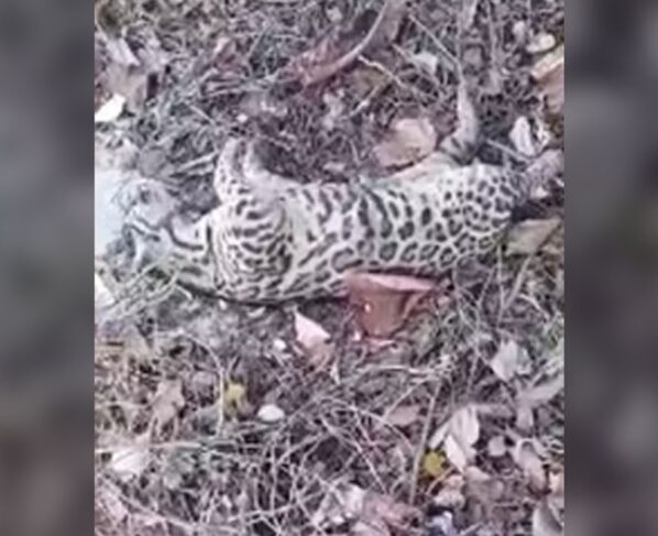 Imagem colorida, Jaguatirica é encontrada morta em terreno baldio de Cuiabá. Veja vídeo - Metrópoles