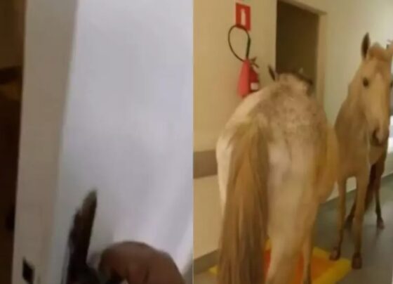 Imagem colorida de cavalo em hospital - Metrópoles