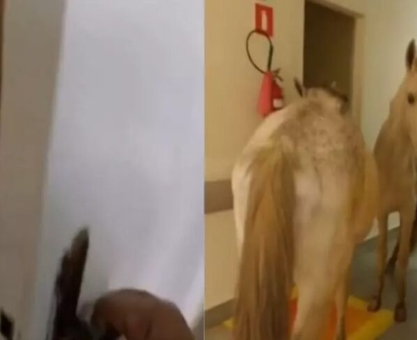 Imagem colorida de cavalo em hospital - Metrópoles