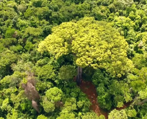 Licenciamento ambiental