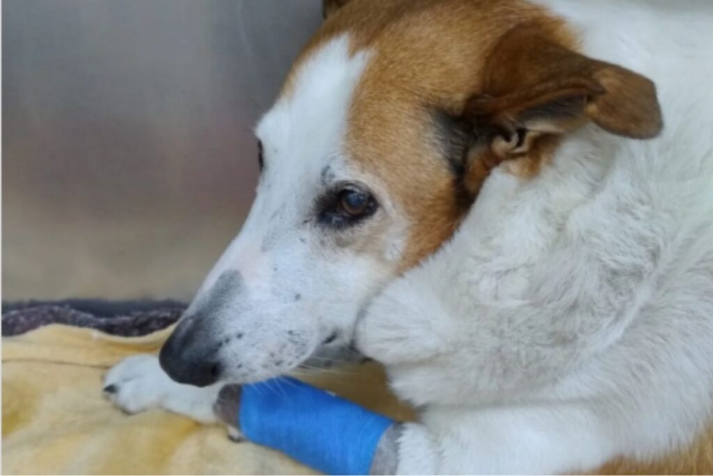 Foto colorida do Cão Silveira com a pata enfaixada - Metrópoles